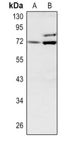 Involucrin Rabbit Polyclonal Antibody