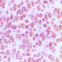 c-Jun (Phospho-Y170) Rabbit Polyclonal Antibody
