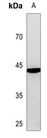 c-Jun Rabbit Polyclonal Antibody