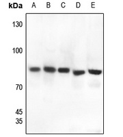 Gamma-catenin Rabbit Polyclonal Antibody