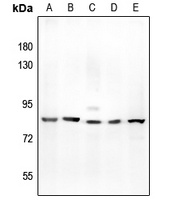Kv3.2 Rabbit Polyclonal Antibody
