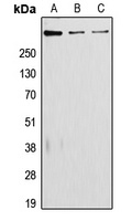 Laminin alpha 5 Rabbit Polyclonal Antibody