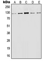 CD107a Rabbit Polyclonal Antibody