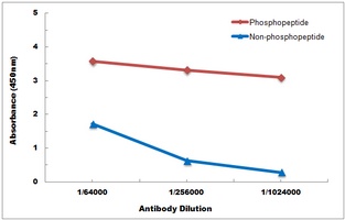 LCK (Phospho-Y393) Antibody