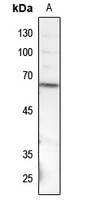 SMAD1 (Phospho-S187) Rabbit Polyclonal Antibody