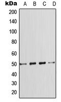 SMAD7 Antibody