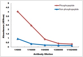 TAU (Phospho-T534) Antibody