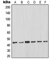 MCL1 Rabbit Polyclonal Antibody