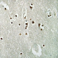 MCM4 (Phospho-S54) Antibody