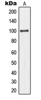 MCM4 Rabbit Polyclonal Antibody