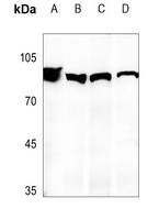 MDM2 Rabbit Polyclonal Antibody