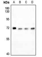 FOXO4 (Phospho-S197) Antibody