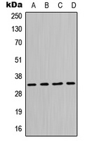 MPG Rabbit Polyclonal Antibody