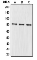 MRE11 Rabbit Polyclonal Antibody