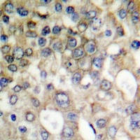 MUC1 (Phospho-Y1229) Antibody