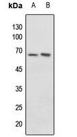 c-Myc (Phospho-T58) Rabbit Polyclonal Antibody
