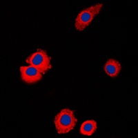 NBL1 Rabbit Polyclonal Antibody