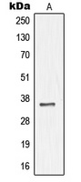 NKX3-1 Antibody