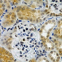 nNOS Rabbit Polyclonal Antibody