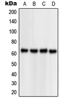NPAS1 Rabbit Polyclonal Antibody
