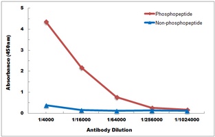 TRK B (Phospho-Y516) Antibody