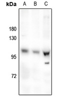 OCRL Rabbit Polyclonal Antibody