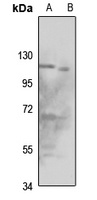 ORC1 Rabbit Polyclonal Antibody