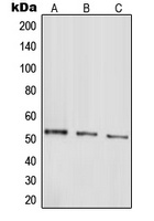 Parkin Rabbit Polyclonal Antibody