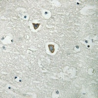 CD31 (Phospho-Y713) Antibody