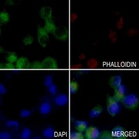 PEX7 Rabbit Polyclonal Antibody