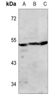 Pepsin A Rabbit Polyclonal Antibody