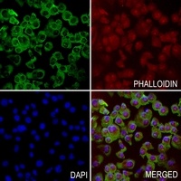 Pepsinogen C Rabbit Polyclonal Antibody