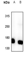 PI3K C2 gamma Rabbit Polyclonal Antibody