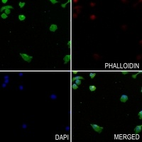 PI3K C2 gamma Rabbit Polyclonal Antibody