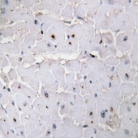 PIN1 (Phospho-S16) Antibody