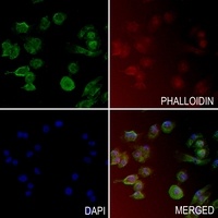 PIN1 (Phospho-S16) Antibody
