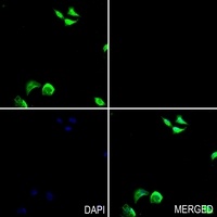 OCT4 Rabbit Polyclonal Antibody