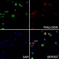 ARD1 Rabbit Polyclonal Antibody