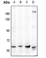 AMPK alpha 1/2 Antibody