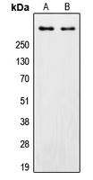 DNA-PKcs Rabbit Polyclonal Antibody