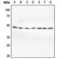 ERK1/2 Rabbit Polyclonal Antibody
