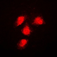 ERK1/2 Rabbit Polyclonal Antibody