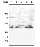 ERK1/2 Rabbit Polyclonal Antibody