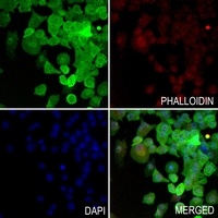 ERK1/2 Rabbit Polyclonal Antibody