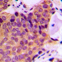 JNK1/2/3 (Phospho-T183) Antibody