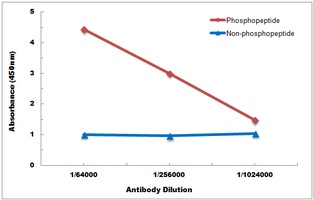 JNK1/2/3 (Phospho-T183) Antibody