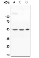 MKK1 Rabbit Polyclonal Antibody