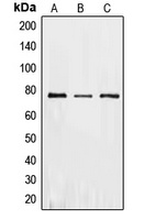 PKR Rabbit Polyclonal Antibody