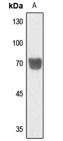 PGHS-1 Rabbit Polyclonal Antibody