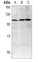 Phogrin Rabbit Polyclonal Antibody